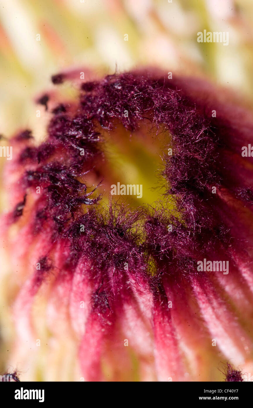 Macro shots of a Protea flower Queen Protea King Protea Stock Photo
