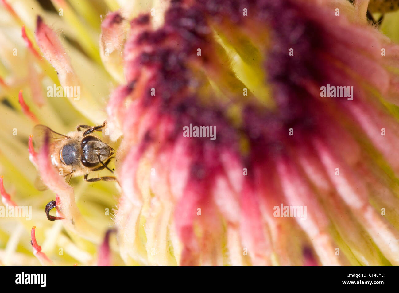 Macro shots of a Protea flower Queen Protea King Protea Stock Photo