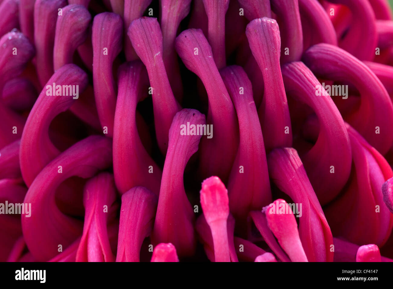 Macro shots of a Protea flower Queen Protea King Protea Stock Photo Alamy