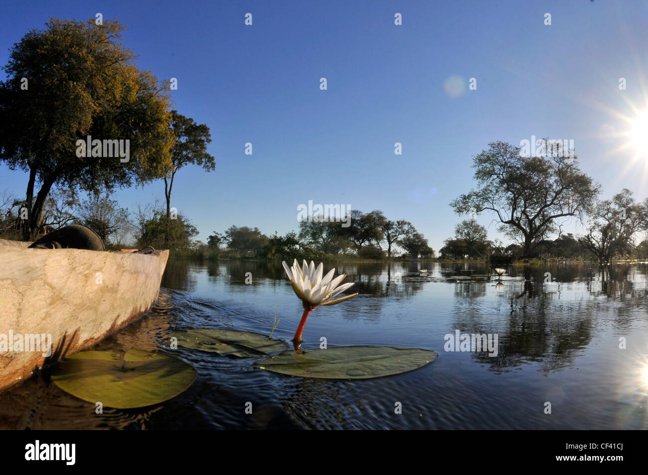 Okavango river scene, makoro and lily. Stock Photo