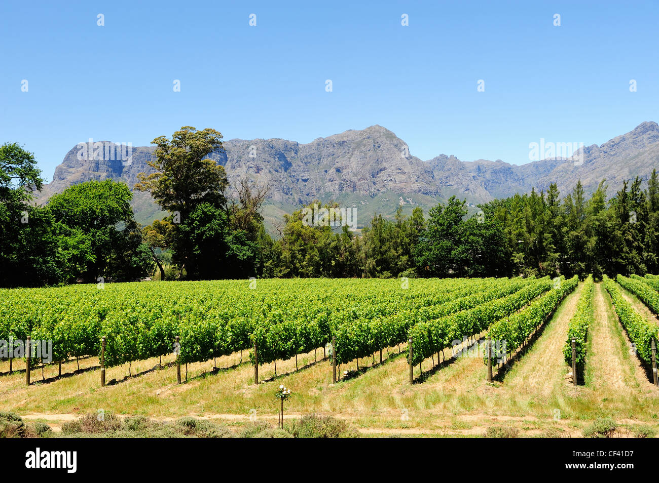 Thelema Wine Estate, Stellenbosch, Western Cape, South Africa Stock Photo