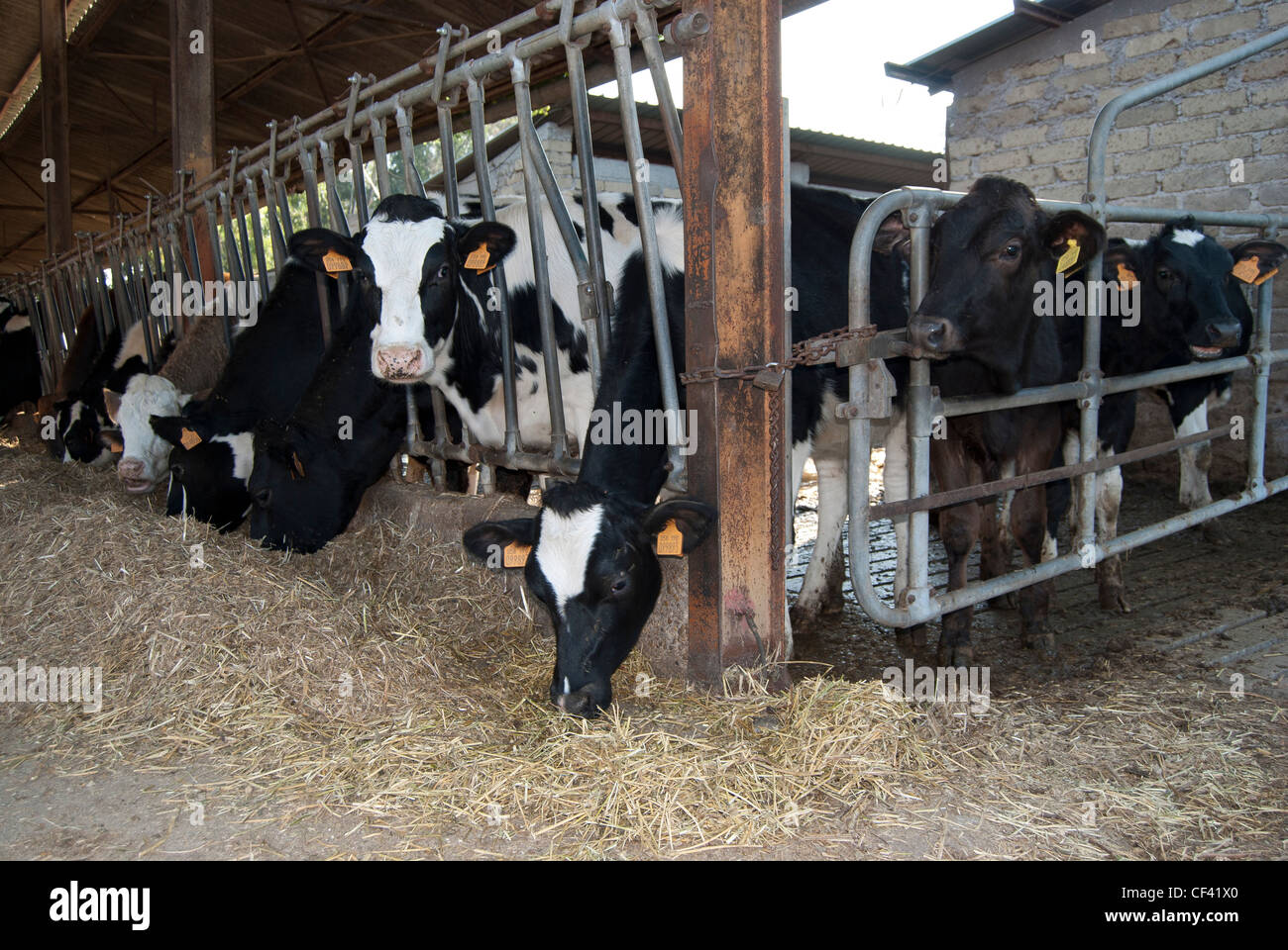some cows while eat in a great cattleshed Stock Photo