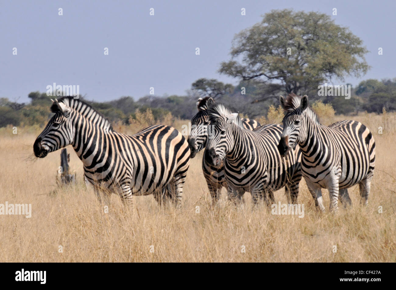 zebras in africa, Savuti, Maun, Moremi, Xakanaxa Stock Photo