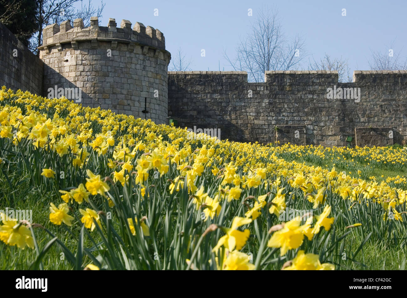 Bright yellow carpet of daffodil flowers hires stock photography and
