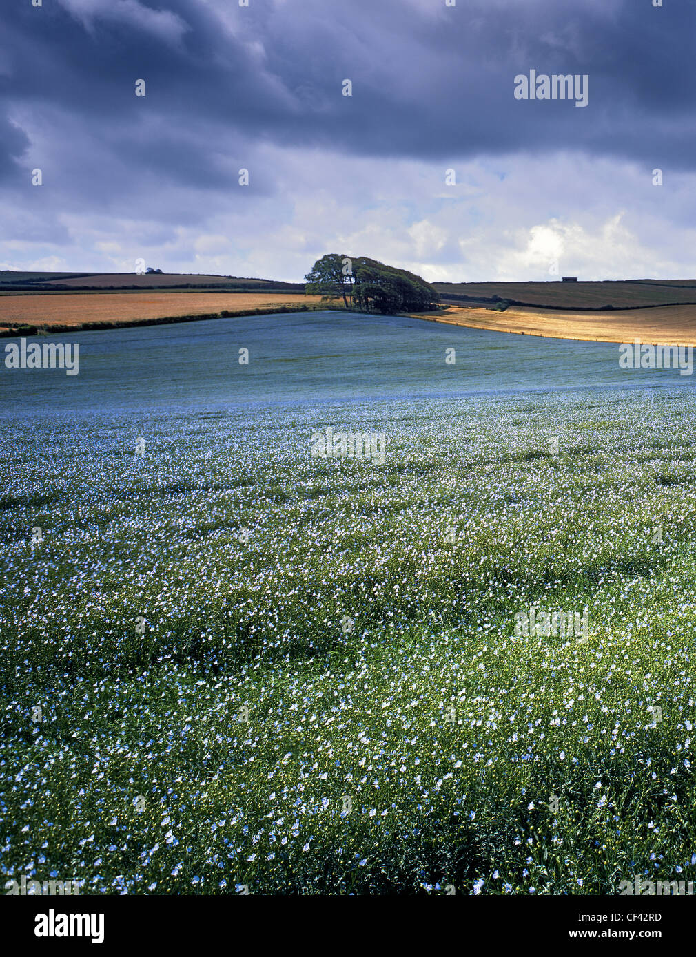 Patches of sunlight fall across an undulating field of Linseed. Stock Photo