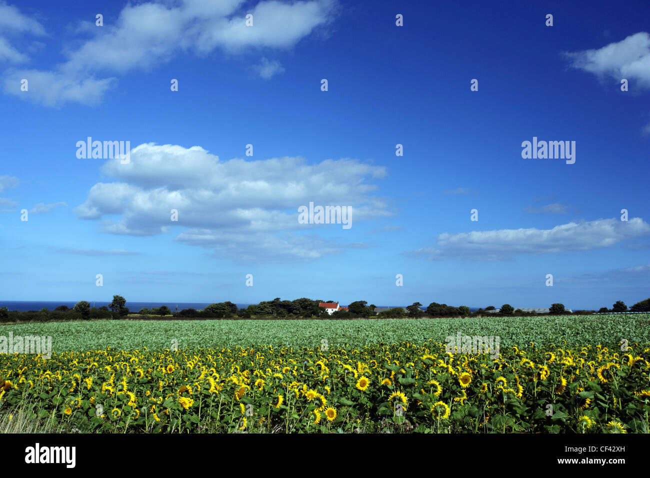 View across a field of sunflowers towards an isolated cottage on the North Yorkshire Coast. Stock Photo