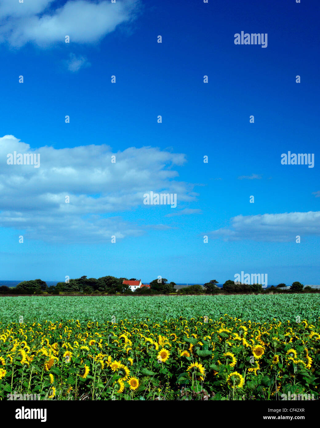 View across a field of sunflowers towards an isolated cottage on the North Yorkshire Coast. Stock Photo