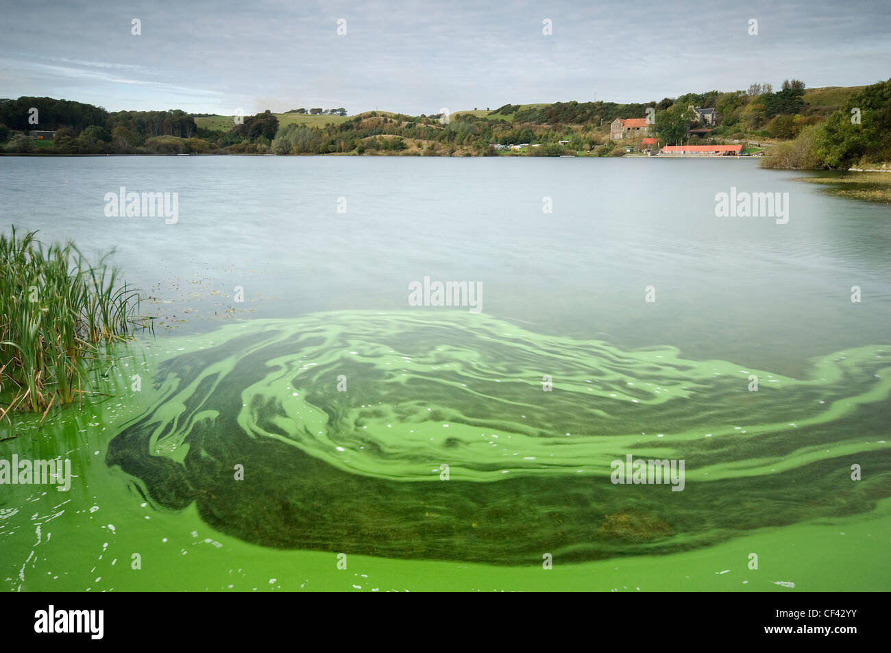 Algae in the water of Kinghorn Loch. Stock Photo