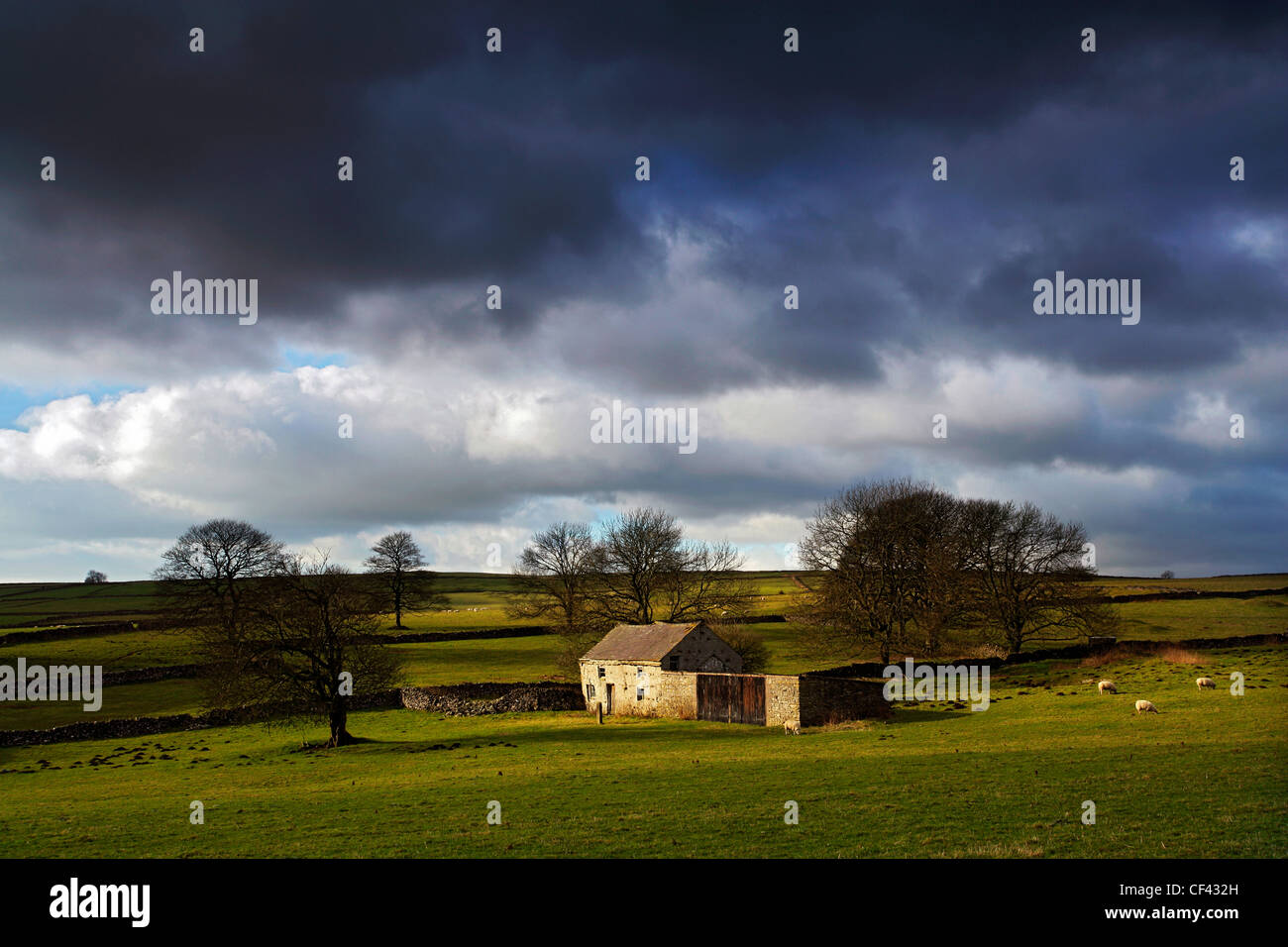 Sheep grazing by a remote farmhouse, now used as a barn, close to the small village of Flagg in the western Peak District. Stock Photo