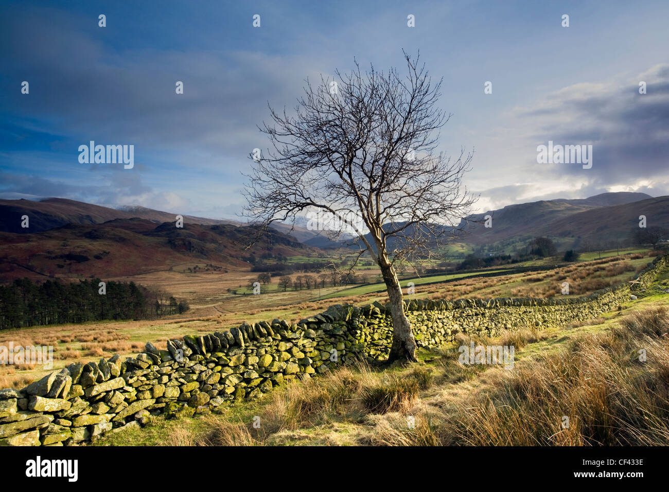 A bare tree by a drystone wall in St John's Vale in the Lake District. Stock Photo