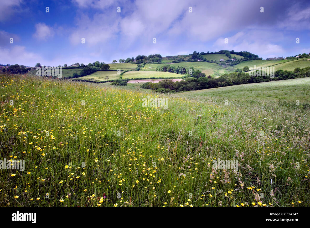 Looking across a meadow towards the small Dorset village of Birdsmoorgate. Stock Photo