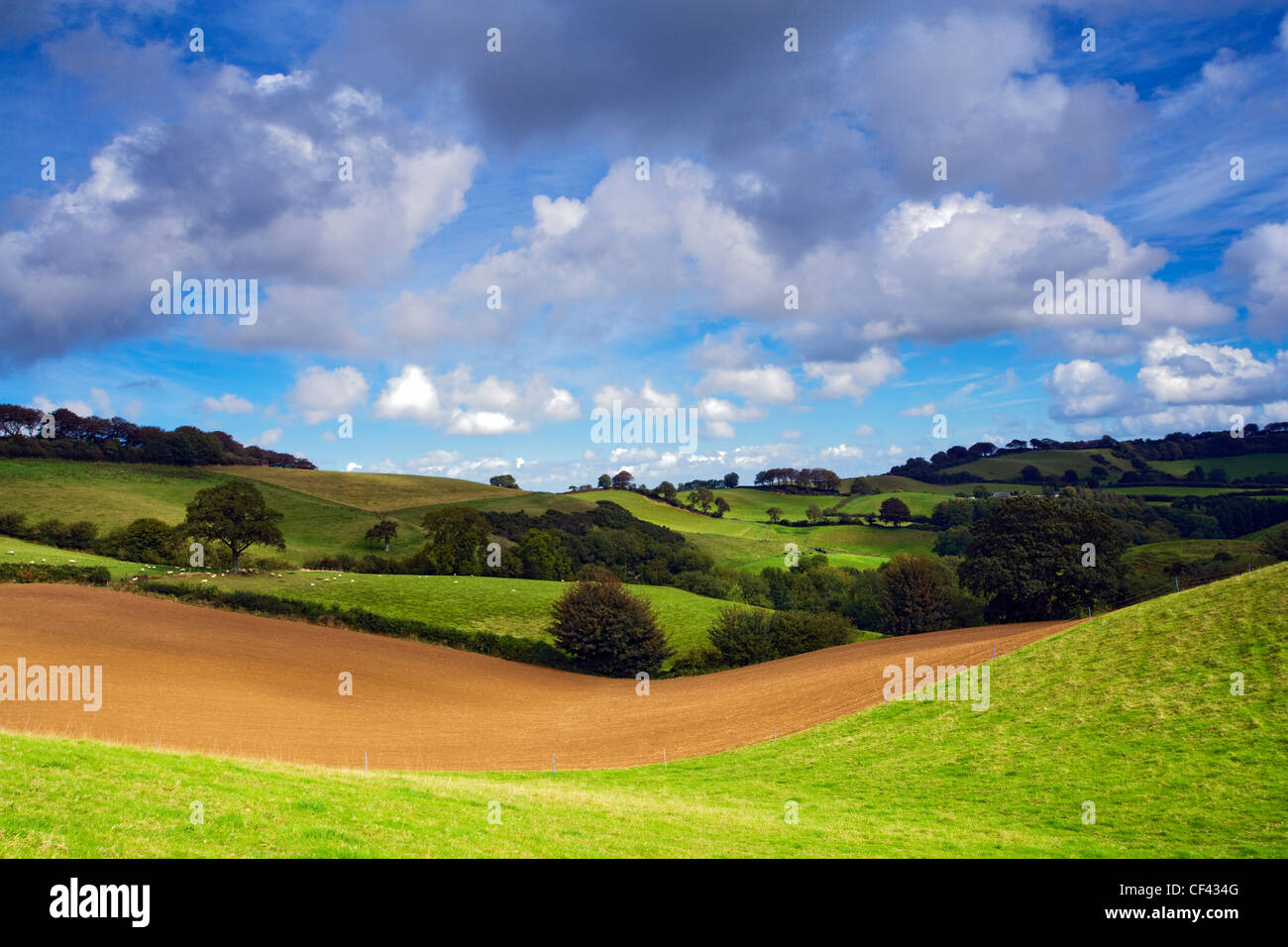 An arable field nestles between green rolling hills in the heart of Dorset. Stock Photo