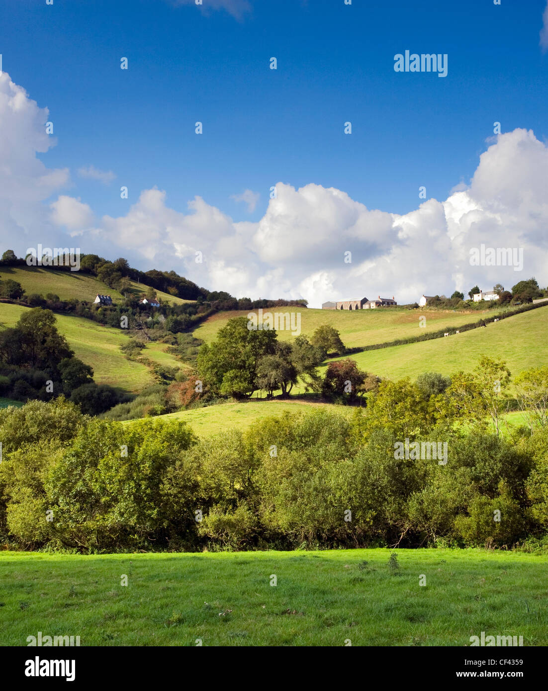 View across a lush green valley towards the Dorset village of Birdsmoorgate. Stock Photo