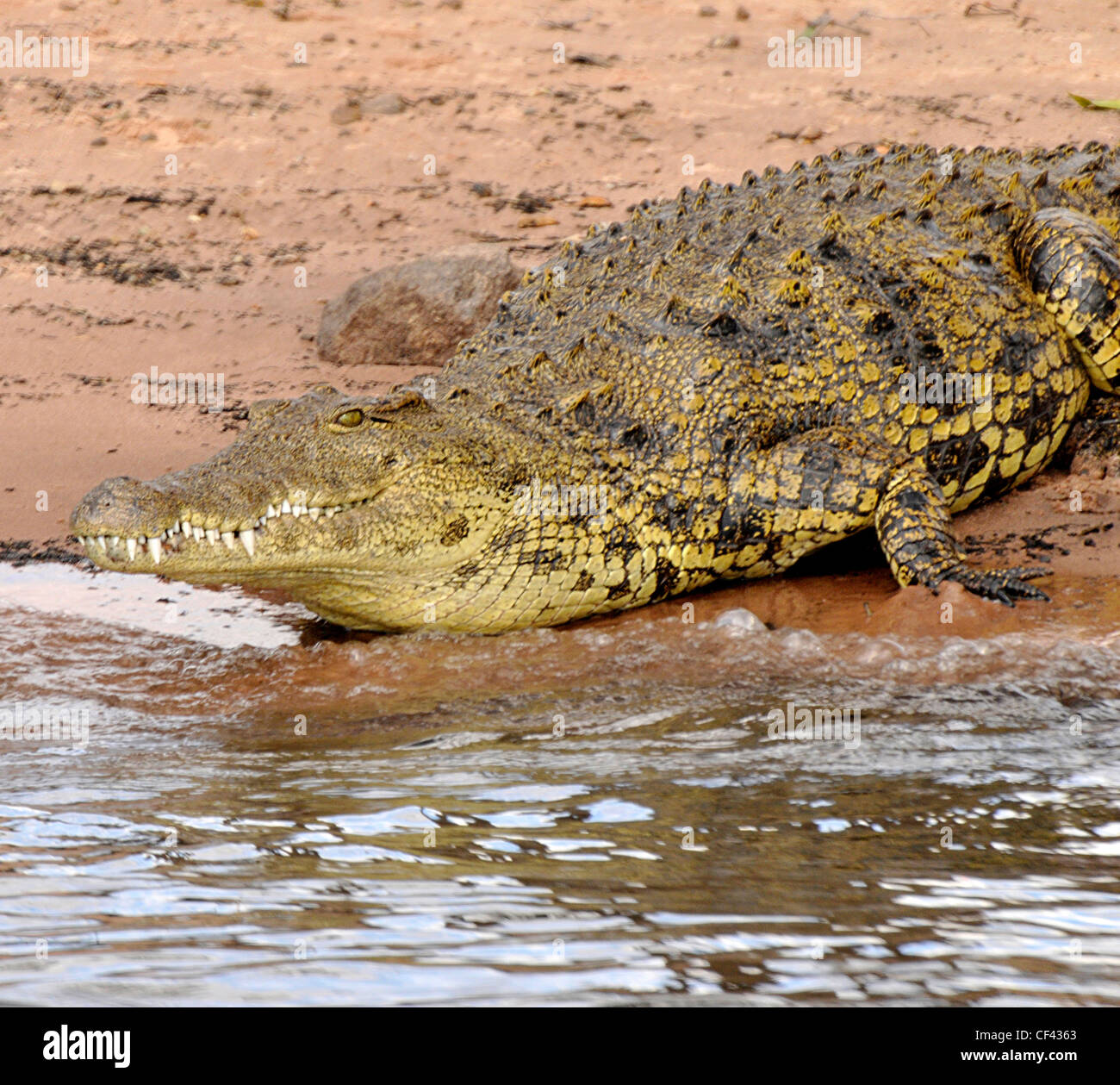 Okavango River crocodile. Stock Photo