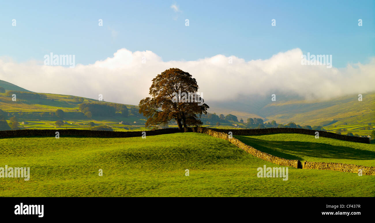 Traditional drystone walls in Wensleydale in the Yorkshire Dales. Stock Photo