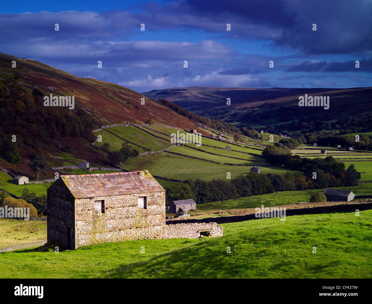 An abundance of large old limestone field barns in Swaledale in the Yorkshire Dales National Park. Stock Photo