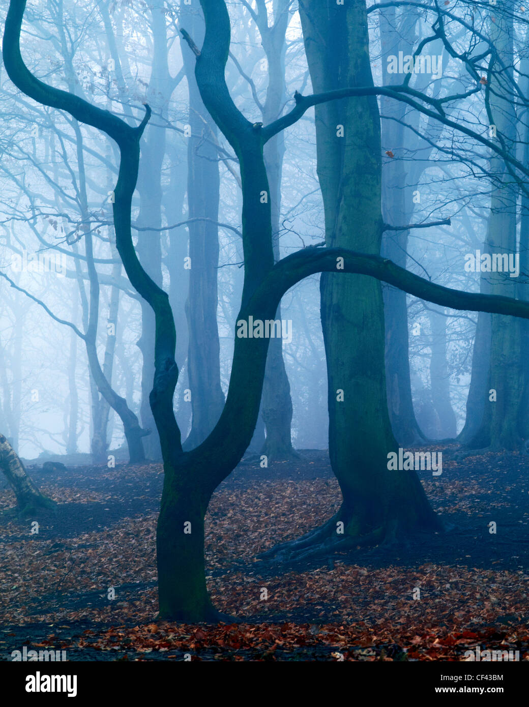 A misty winter morning in peaceful Storeton Woods above the village of Storeton on the Wirral Peninsula. Stock Photo