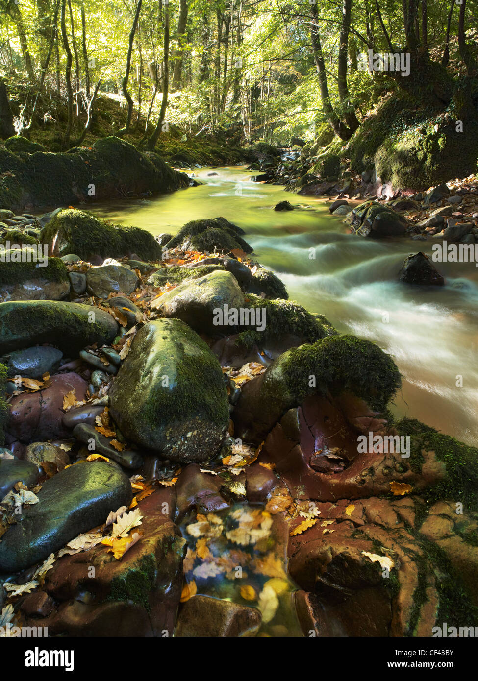 View along a sunny woodland stretch of the Afon Sawdde. Stock Photo