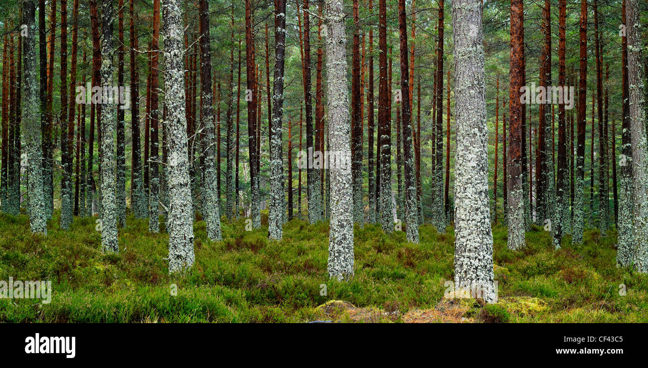 A panoramic view of rows of regimented trees in Ballochbuie Forest. Stock Photo