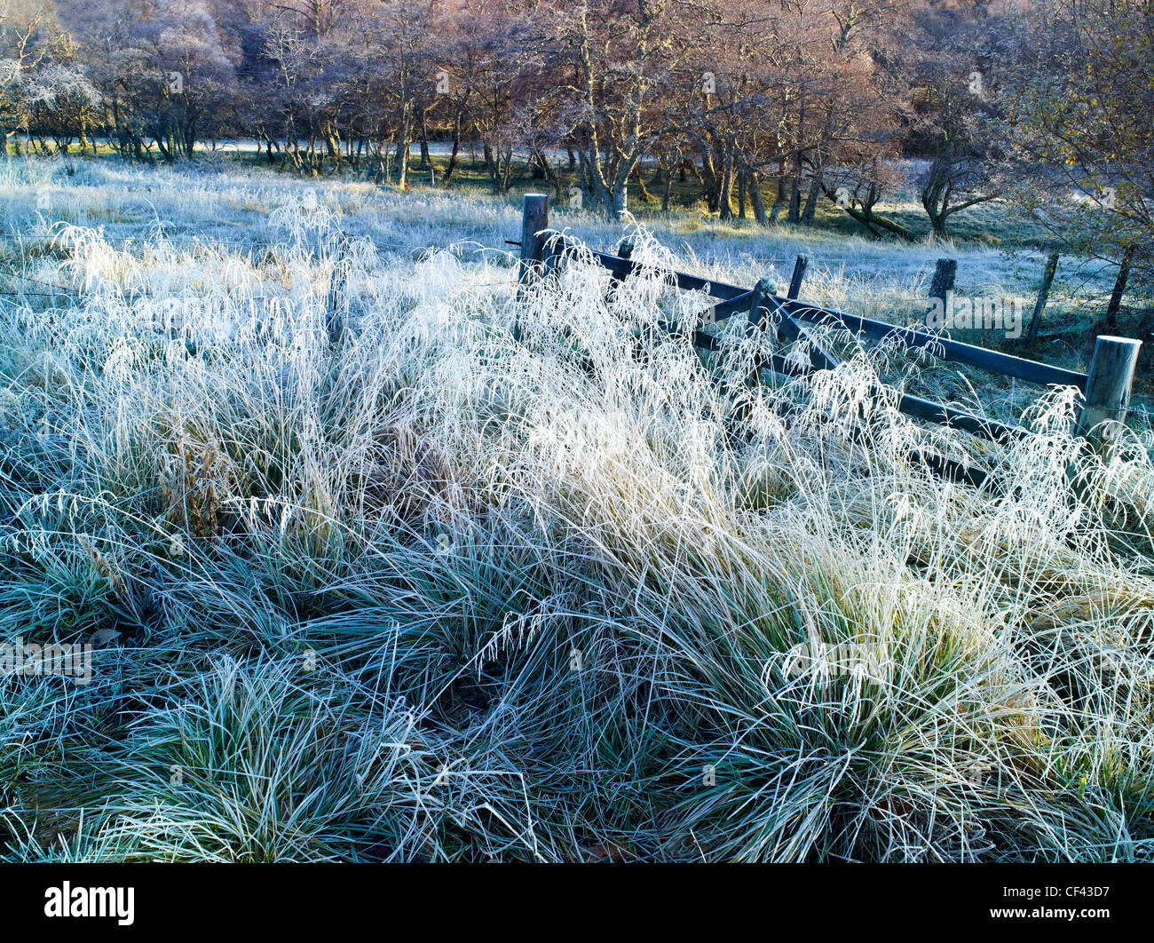 A heavy overnight frost on an exposed piece of woodland. Stock Photo