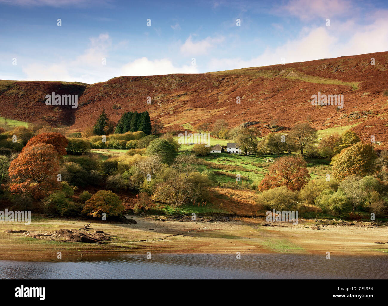Autumnal colours on display on the hillside surrounding Garreg Ddu reservoir. Stock Photo