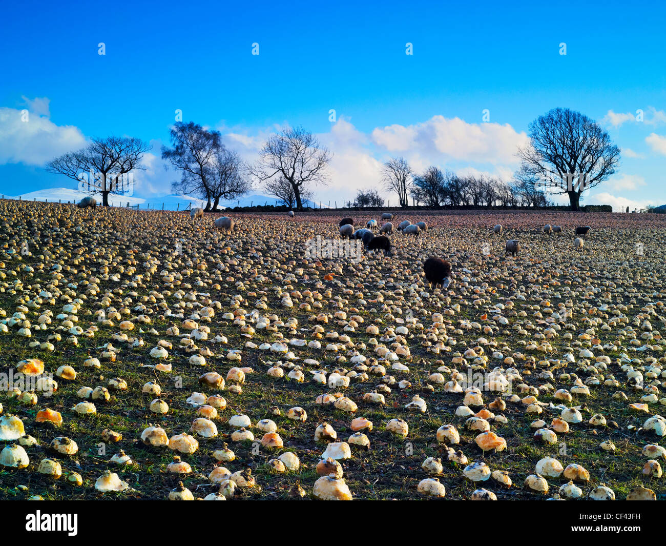 Sheep grazing in a field of turnips in the Lake District. Stock Photo