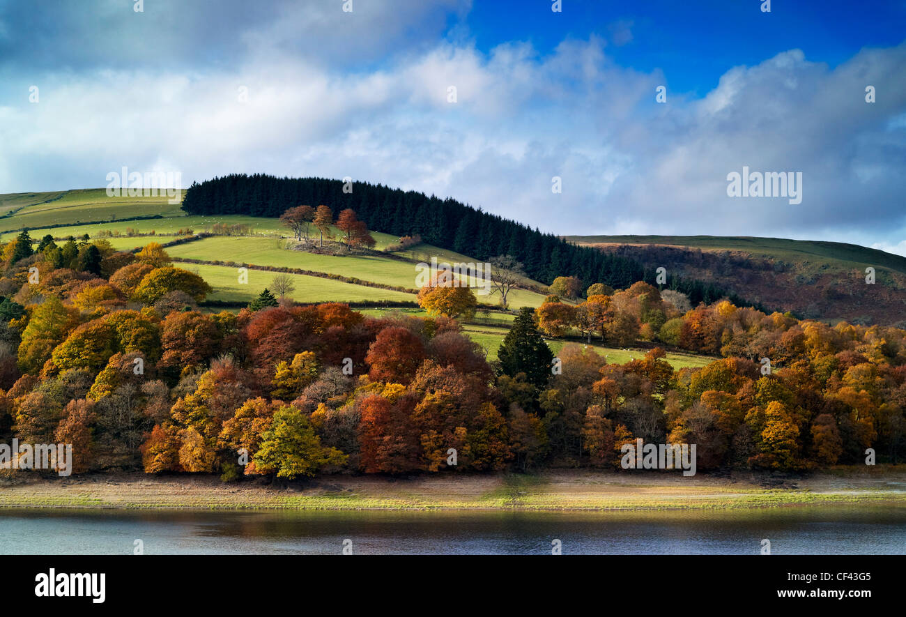 Autumnal colours on display from trees on the banks of Garreg Ddu reservoir. Stock Photo