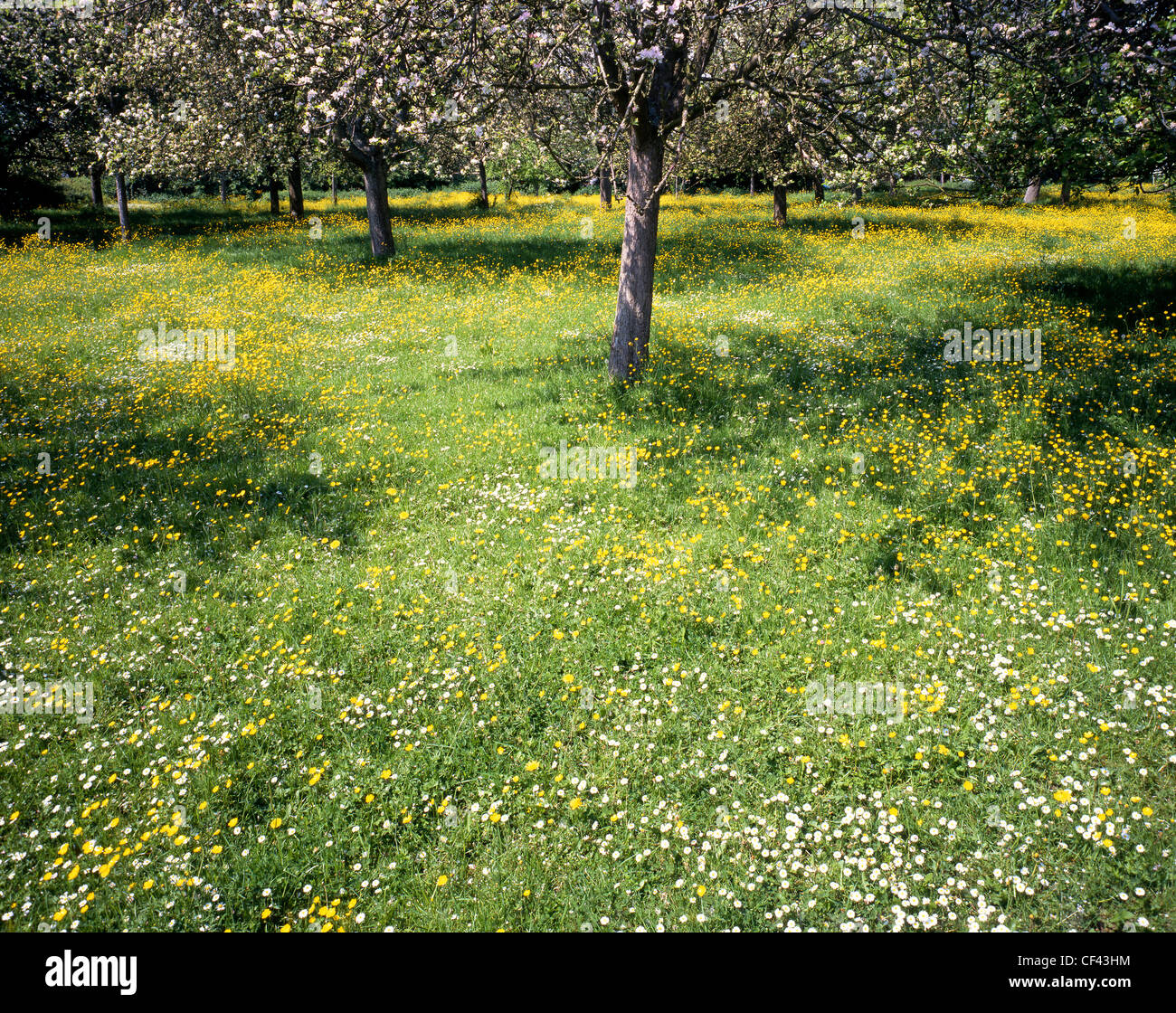 A blossoming orchard in rural Herefordshire. Stock Photo