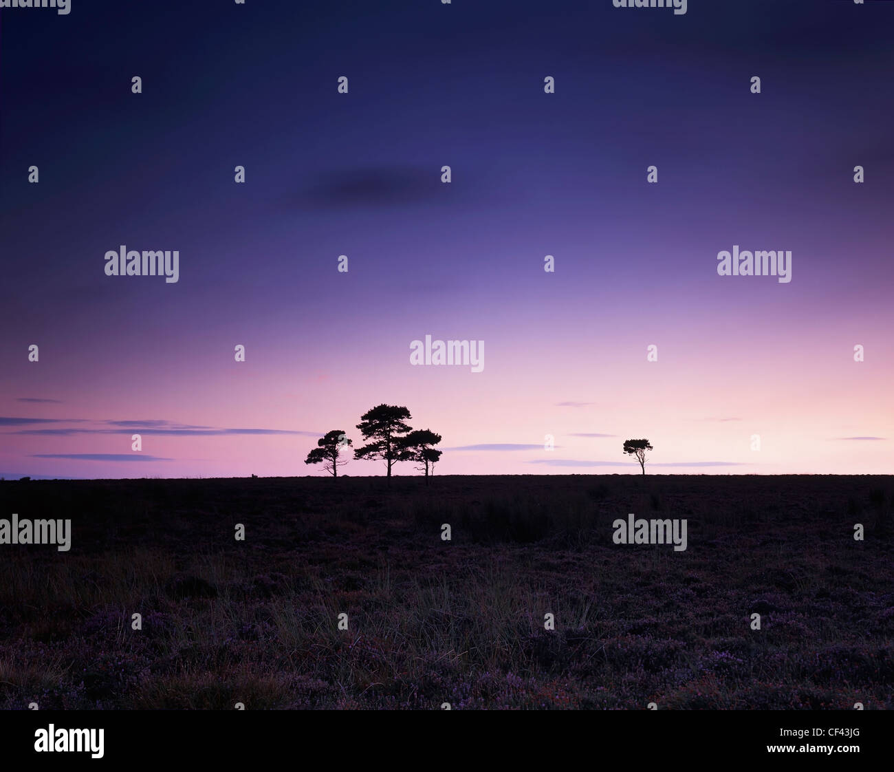 Trees silhouetted at dusk on Fylingdales Moor. Stock Photo