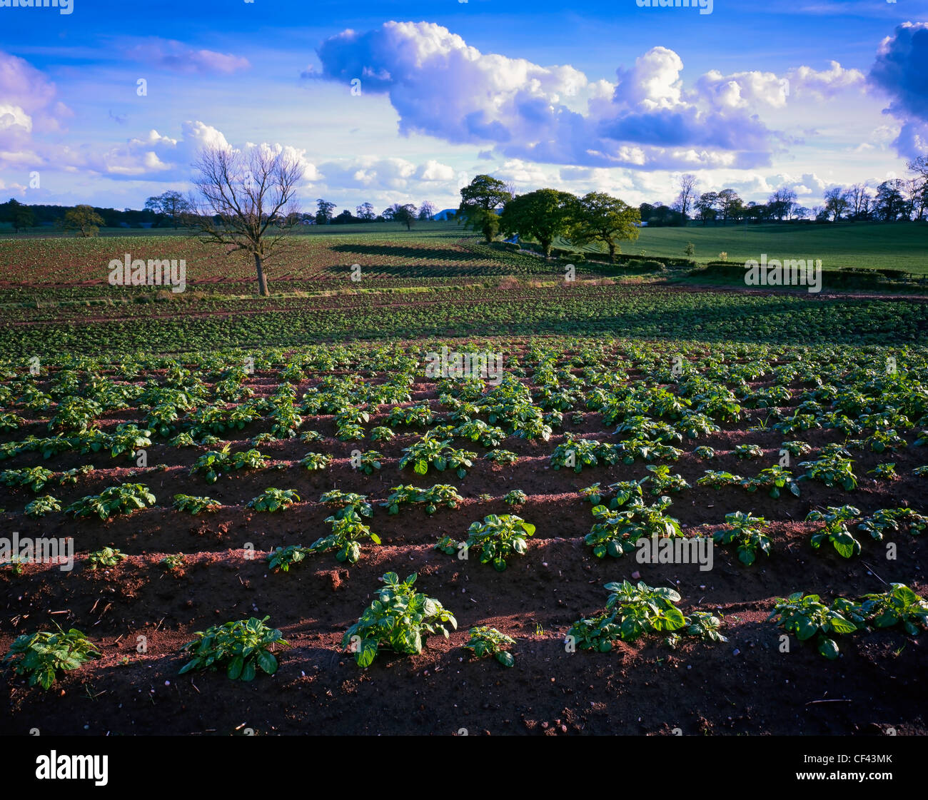 View across a fertile field of crops in rural Cheshire. Stock Photo