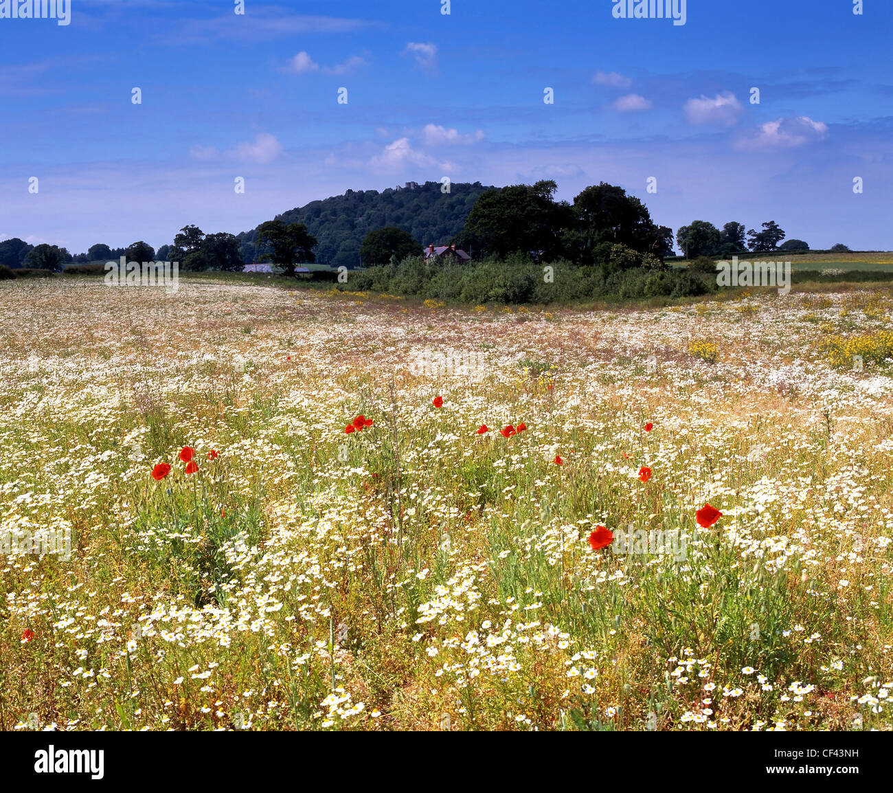 View over wild Poppies growing in a meadow towards the Peckforton Hills. Stock Photo