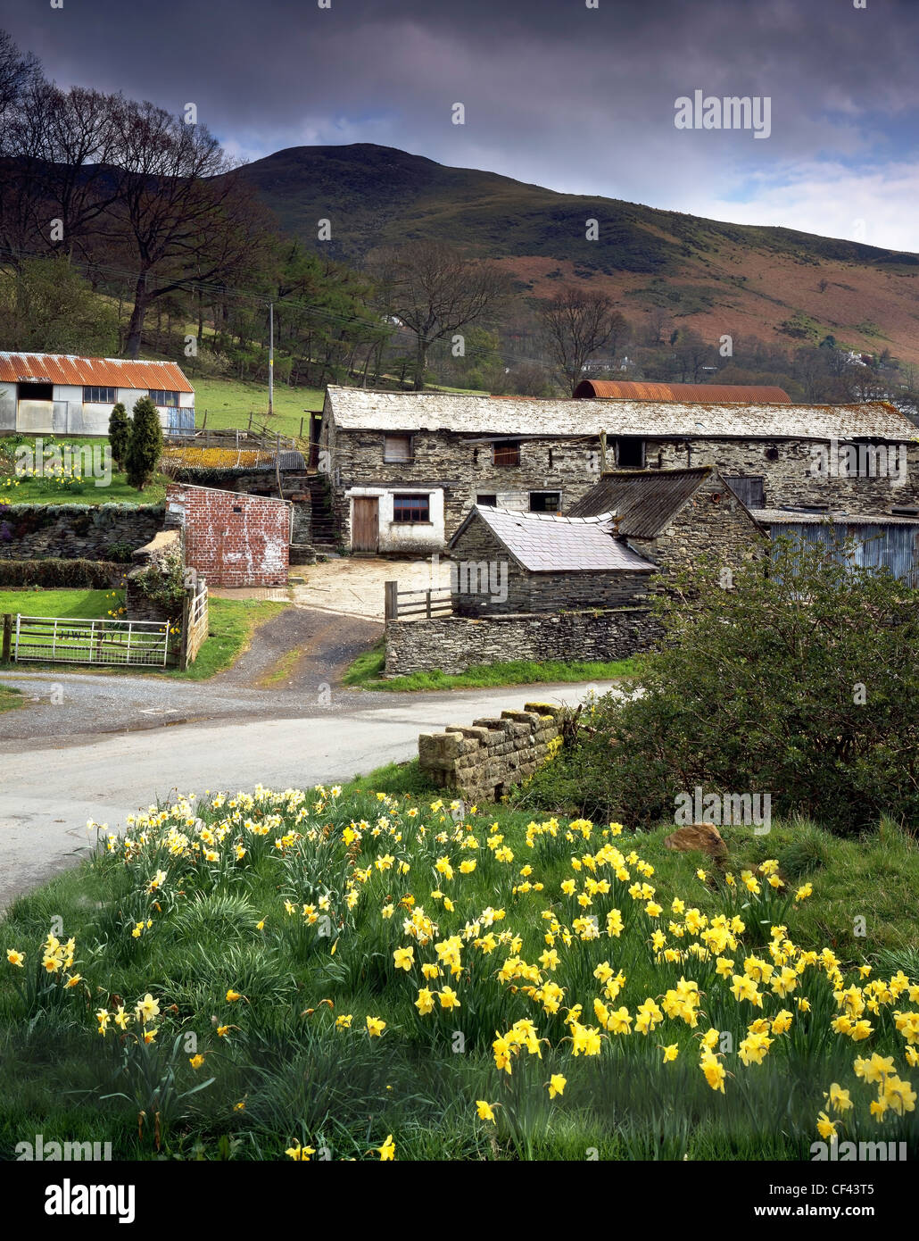 Daffodils bloom by the side of a small country lane and old farm buildings in a remote valley in North Wales. Stock Photo