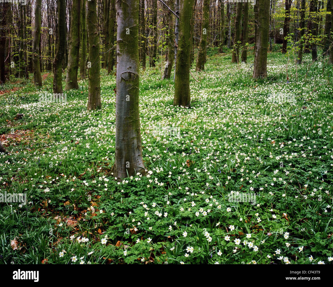 Wildflowers bloom in woodland in North Wales. Stock Photo