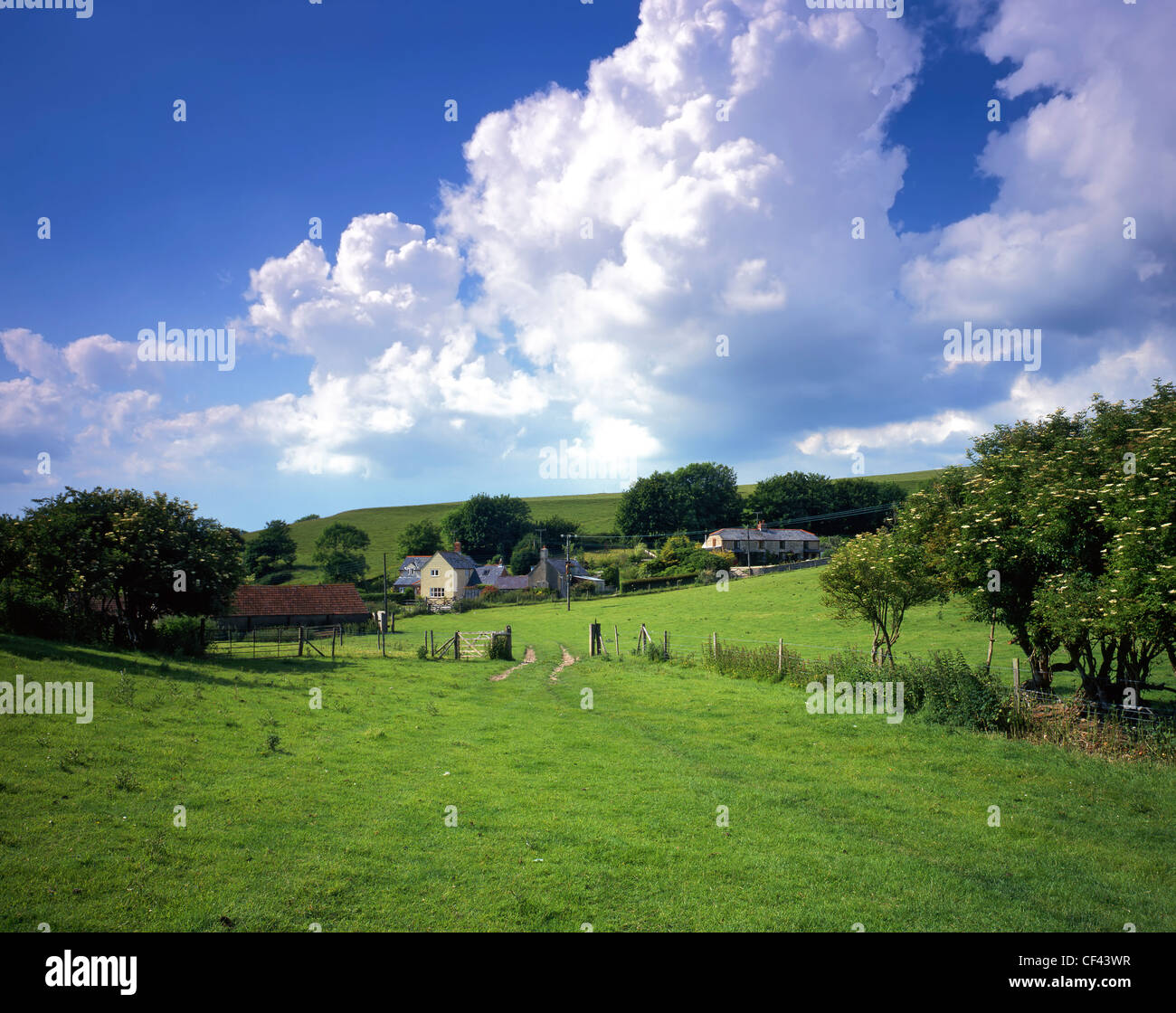 The small village of Little Bredy on a midsummer's day. Stock Photo