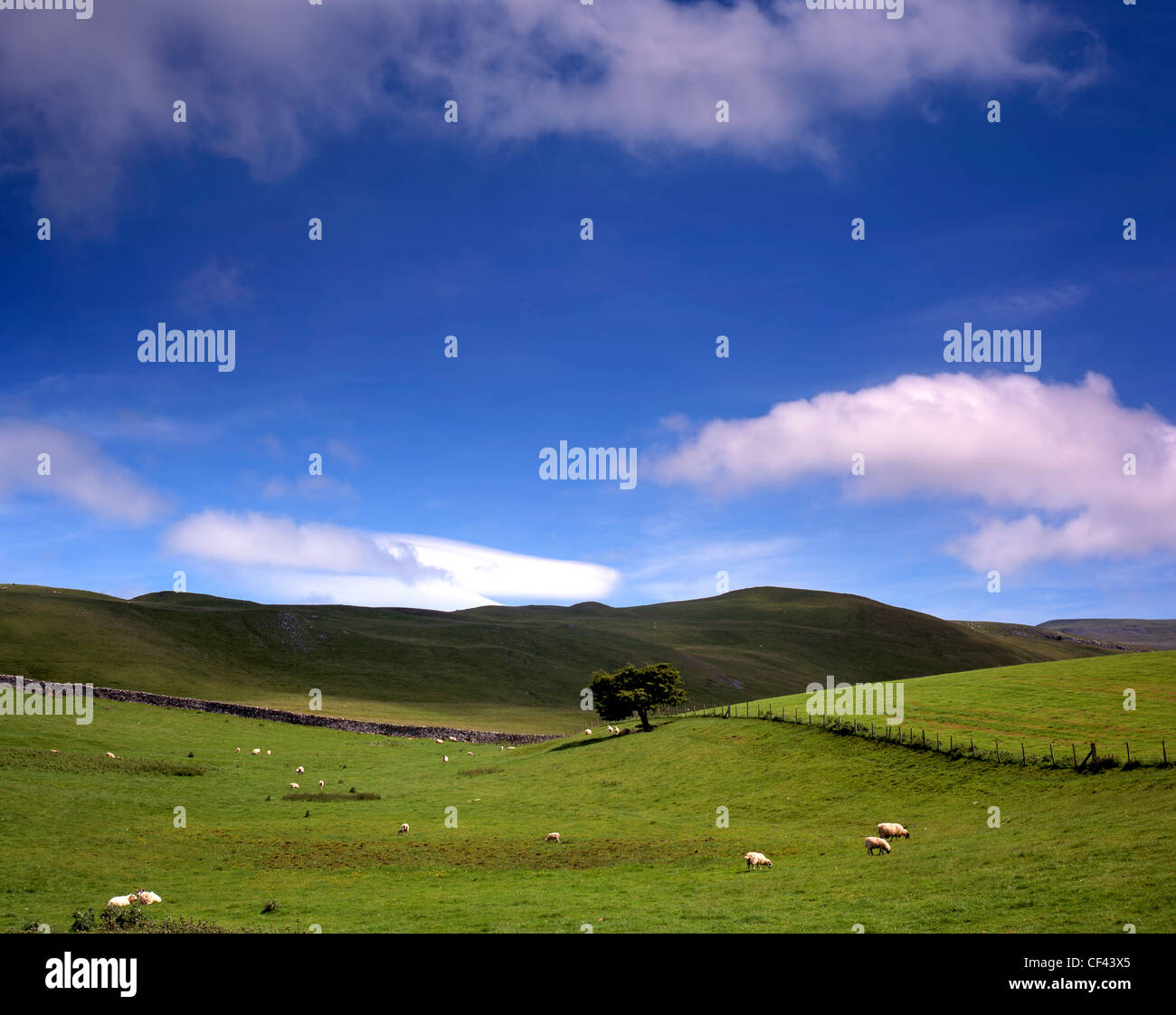 A single tree in a rolling rural landscape around Kirby Lonsdale. The hills mark the boundaries of the Lake District and the Yor Stock Photo