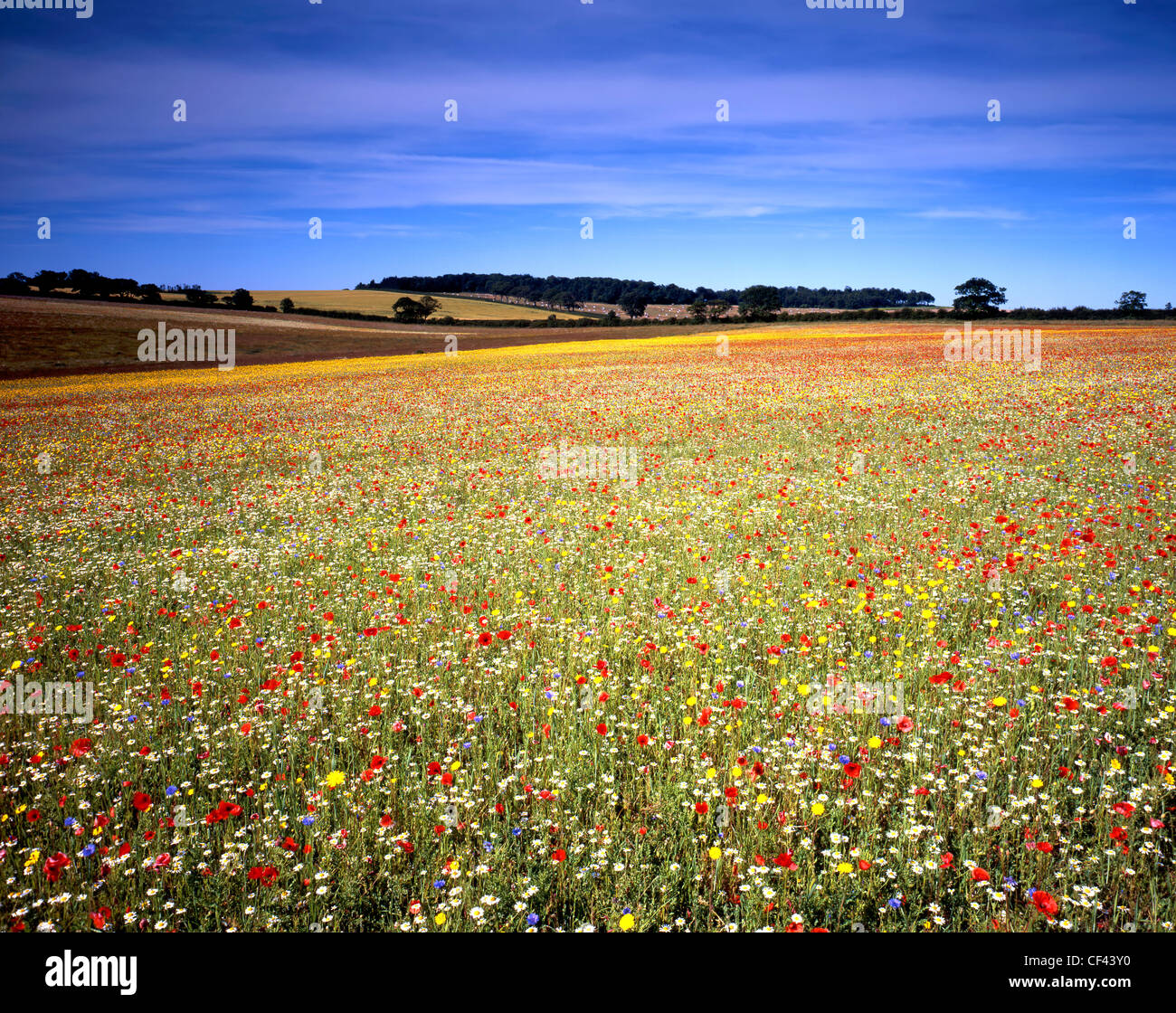 View across a field of wild flowers at Courtyard Farm, an organic farm on Ringstead Downs. Stock Photo
