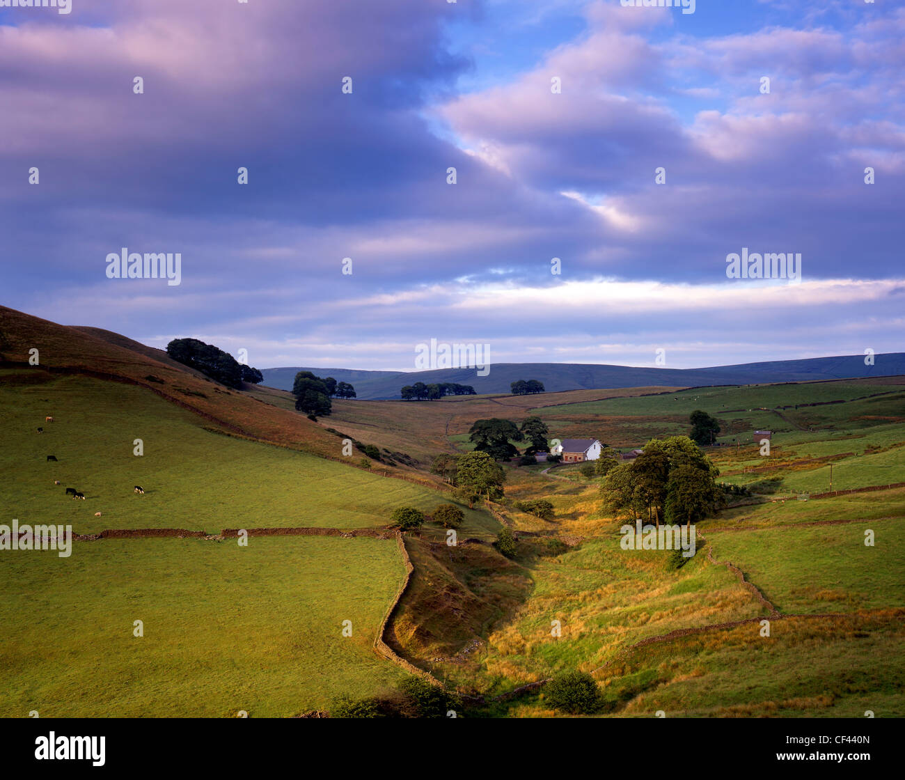 View across rolling hills in the Peak District on a summer evening. Stock Photo