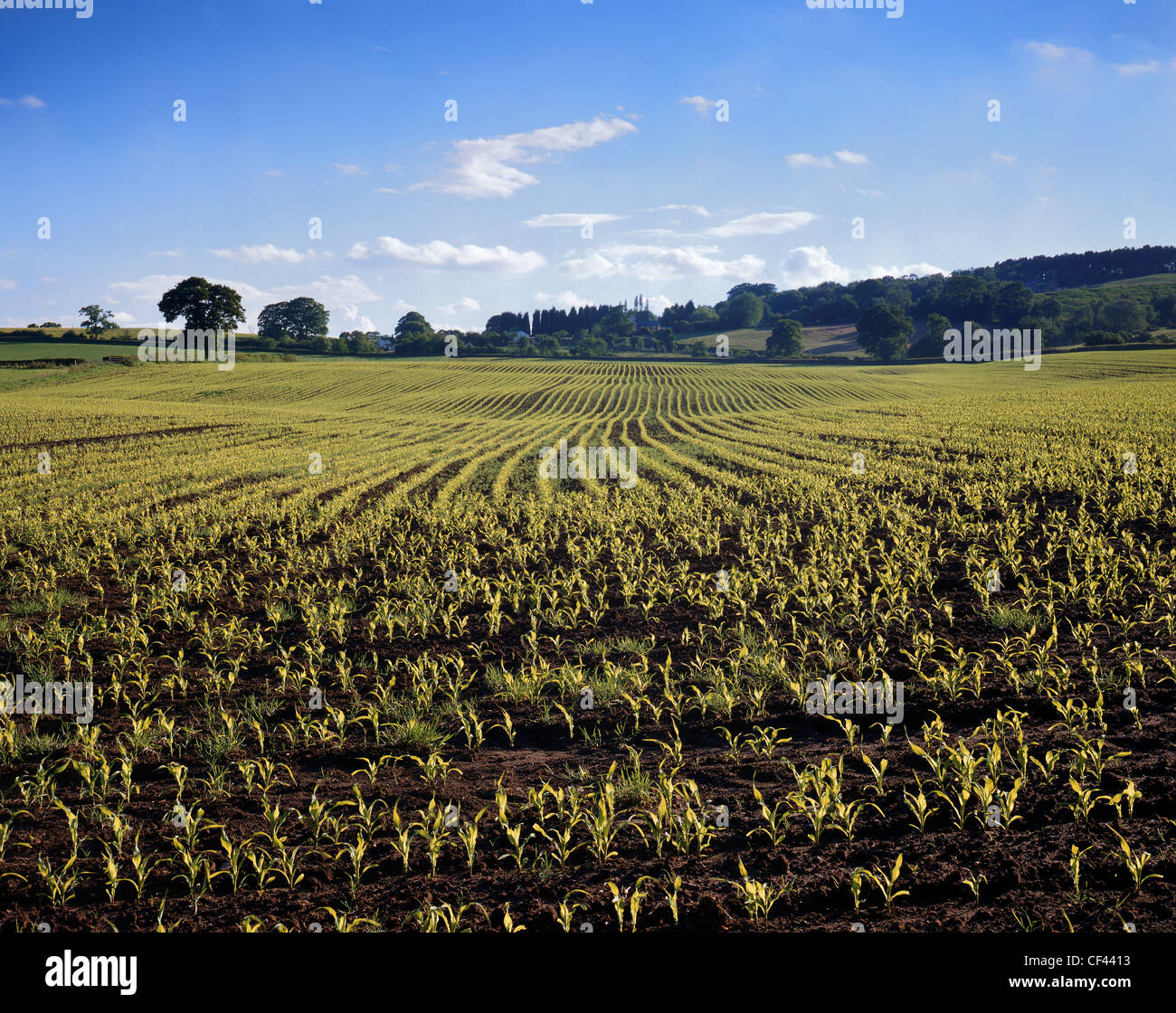 A view across a flourishing, fertile arable field in Cheshire during the early part of the growing season. Stock Photo