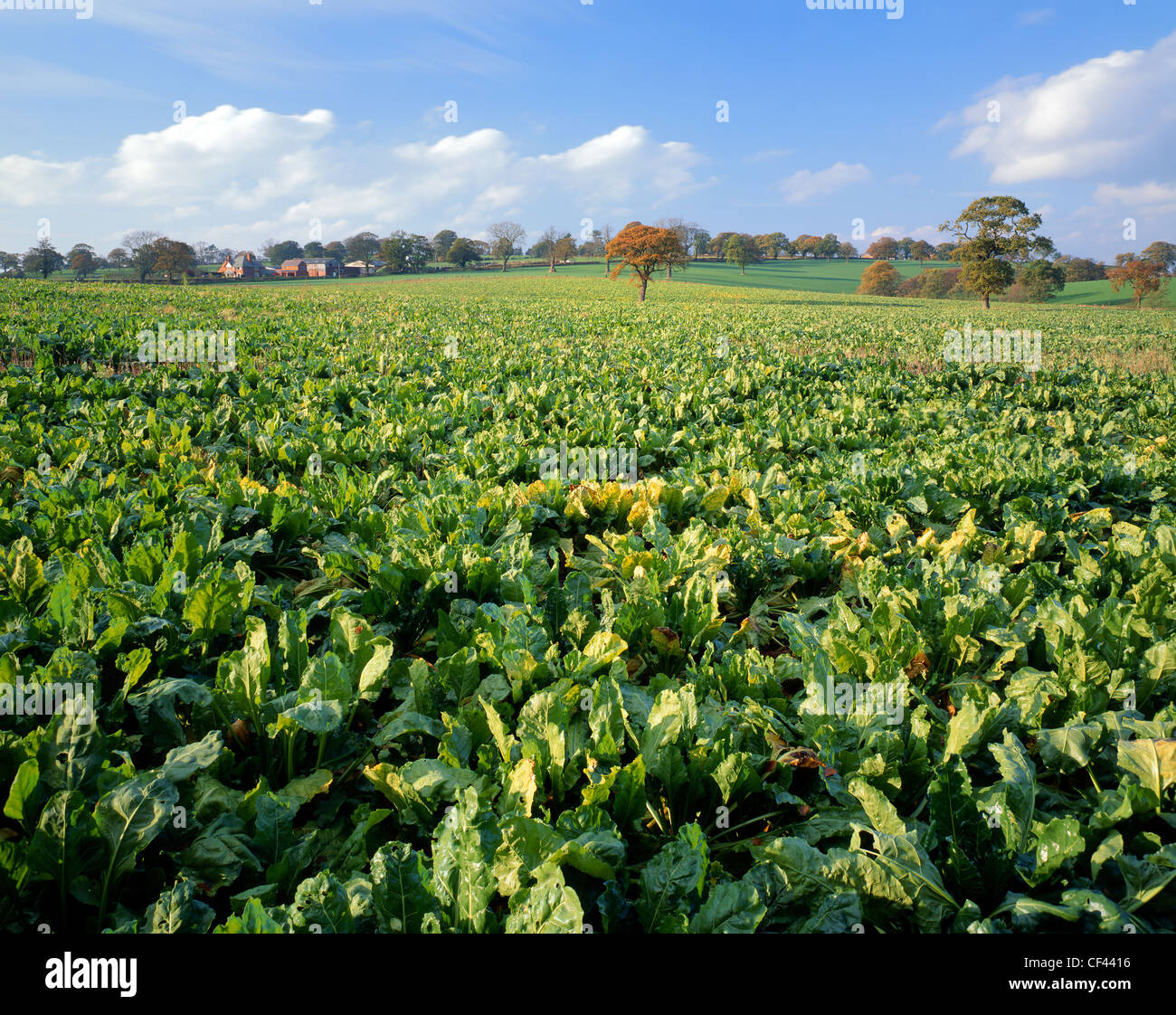 A field of cabbages before harvest. Stock Photo