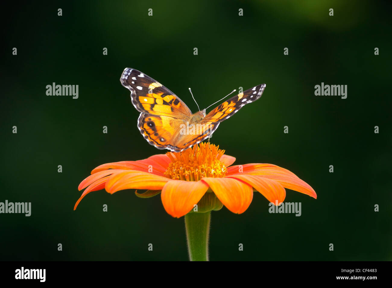 An American Lady butterfly (Vanessa virginiensis) perched on a Mexican Sunflower. Stock Photo