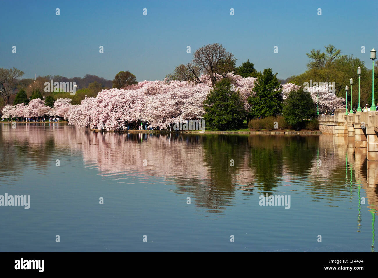 Japanese cherry blossom trees in bloom along the perimeter of the Tidal Basin, Washington; DC. Stock Photo