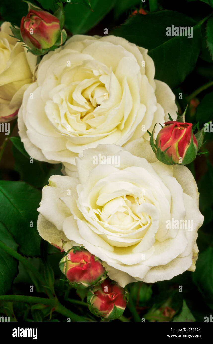 white rose Rosa Boule de Neige heritage variety summer flower June scent scented garden plant Stock Photo