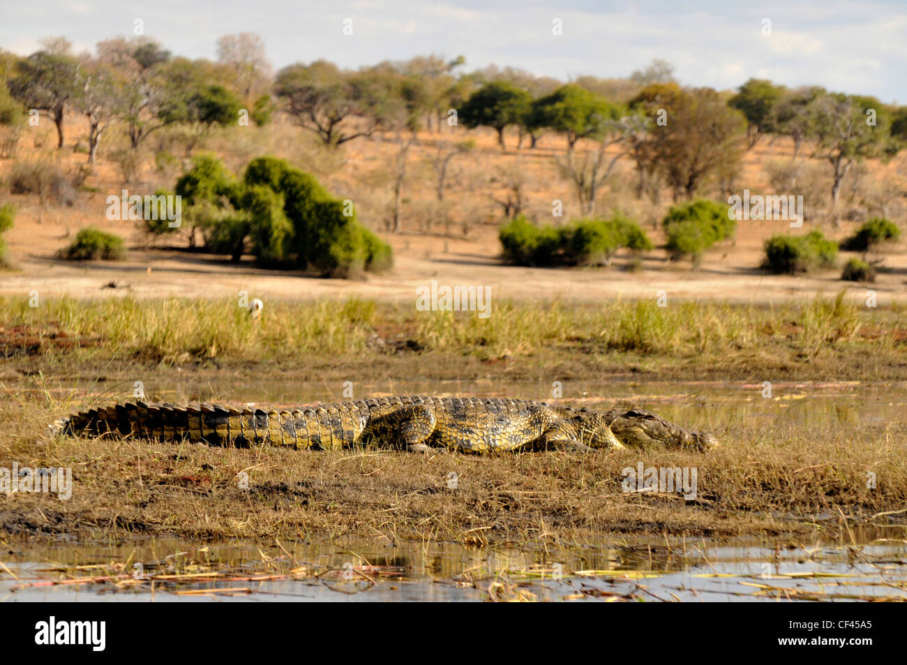 Crocodile on the banks of the Chobe River. Stock Photo
