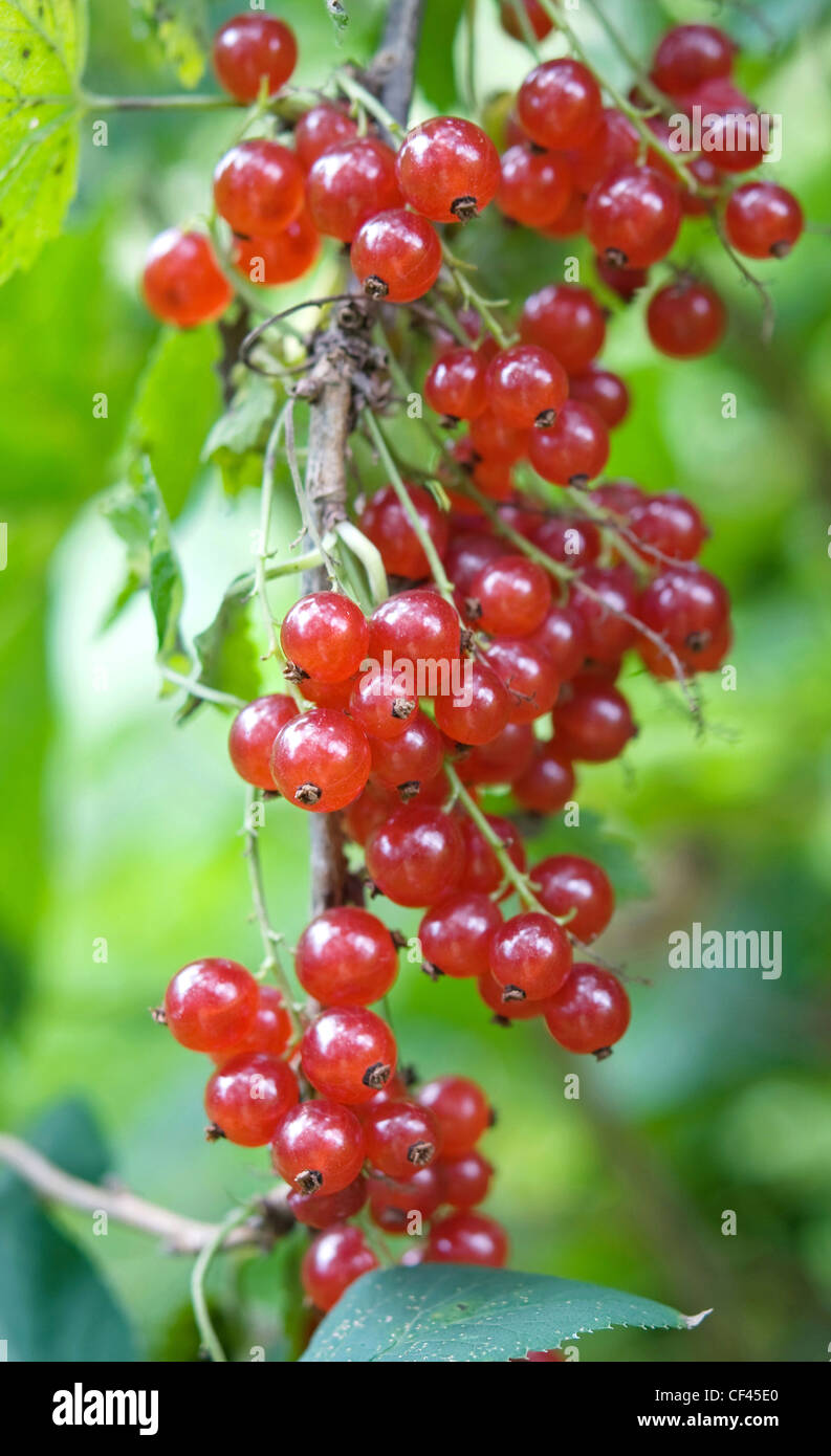 garden berry: red currant Stock Photo