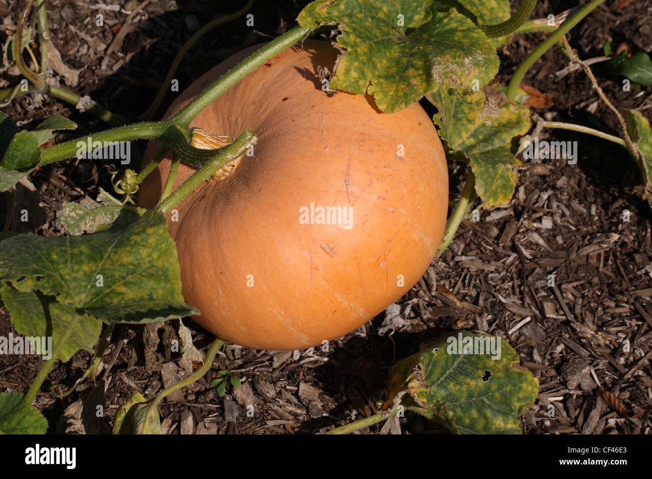 Field Pumpkin, Cucurbita pepo, Cucurbitaceae. Aka