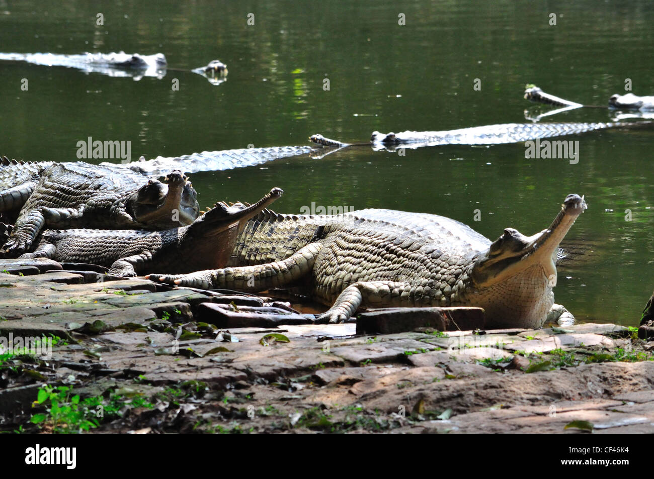 Long snouted Crocodile (Gavialis Gangeticus ) Stock Photo