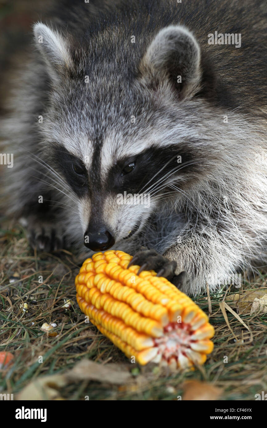 raccoon eating corn in garden ohio Stock Photo Alamy
