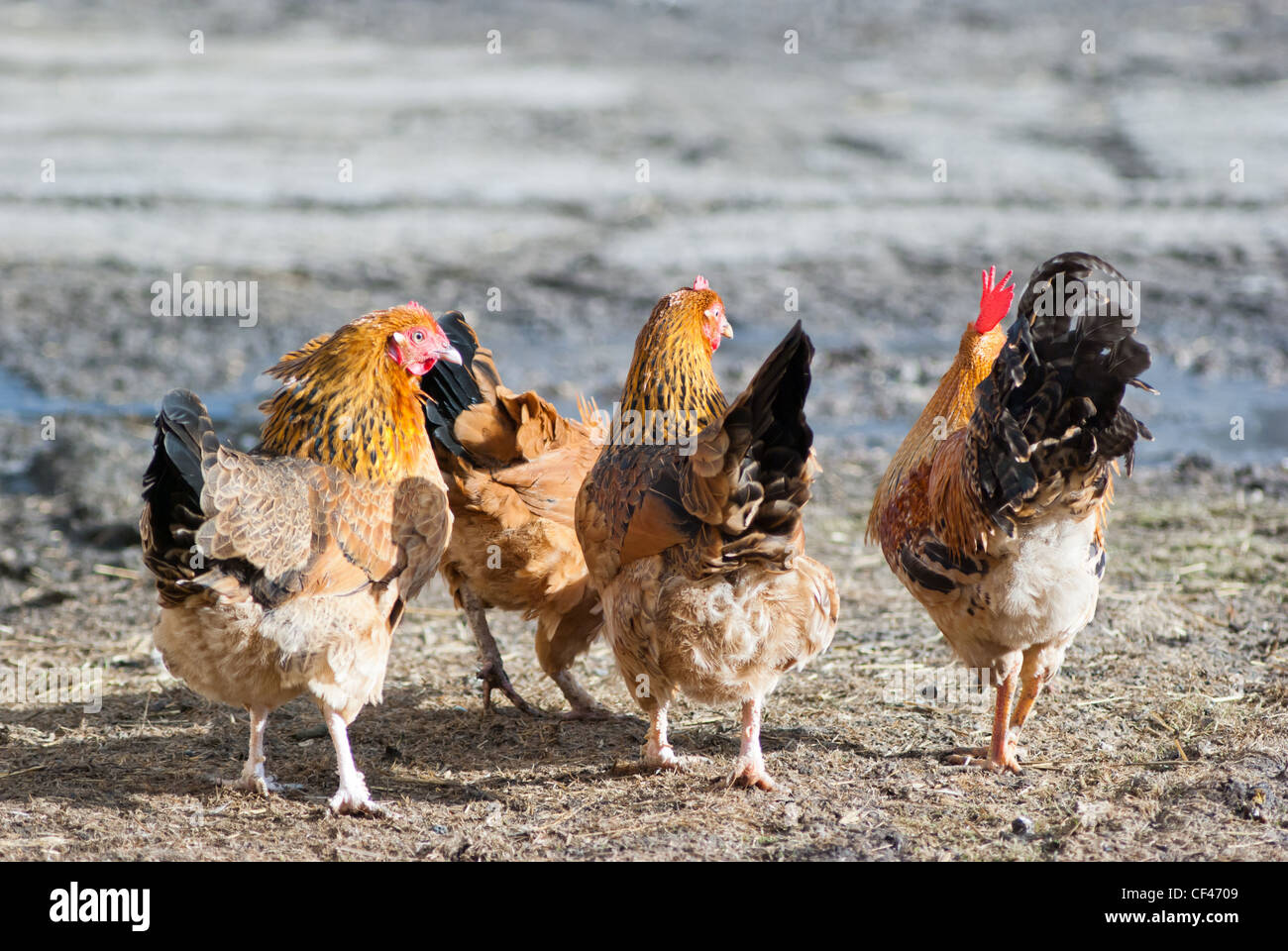 Image shows nature farm chicken searching for food, animal series Stock ...