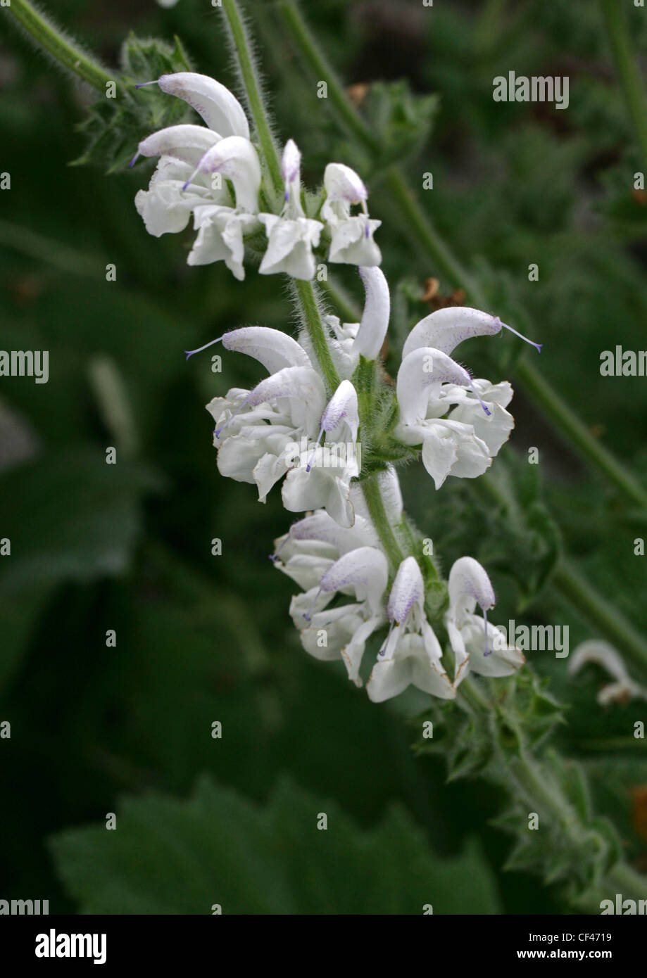 Silver Sage, Silver Salvia, Silver Clary, Salvia argentea, Lamiaceae (Labiatae). Mediterranean Stock Photo