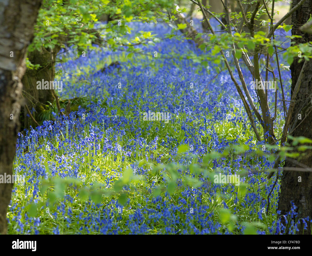 Wild English Bluebells growing in a wood. Stock Photo